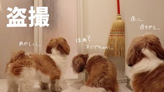 【シーズー】盗撮！！お風呂待ちの愛犬がすっごい怒ってたwww【犬Vlog】