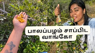 சுவையான பாலப்பழம் சாப்பிட குடும்பத்தோட பயணம்#murikandy #forest #elephant #family #familyvlog