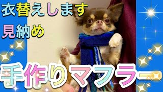 【おしゃべりペット】[自粛犬]あたたかくなりましたね