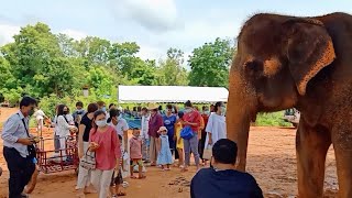 คนหลั่งไหลทำบุญอนุรักษ์ช้างไทย วัดพระครูบาไก่