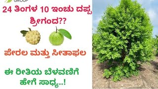 Sandalwood Growth in 2years  - With Guava and Custard Apple -