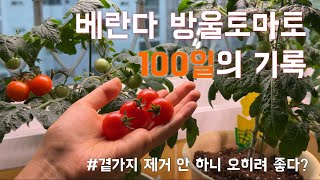 씨앗부터 키운 베란다 방울토마토 첫 수확까지! 🍅 곁가지 제거 안 하고 키워보기 | 식물등 효과🌱