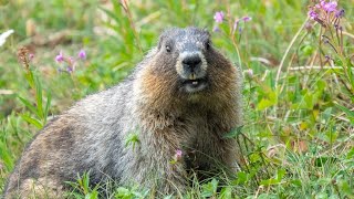 Hoary Marmot in the Rockies