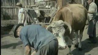 Az Ecsedi-láp és Nagyecsed története - Kerekek és lépések - 1990