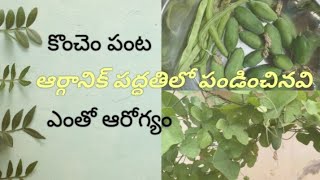 ఆర్గానిక్ పద్ధతిలో పండించిన చిక్కుడుకాయలు, దొండకాయలు @organicsowing