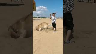 人狗大戰，狗子憑實力獲勝#pets #dog #shorts