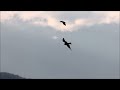 redkite and carrion crows