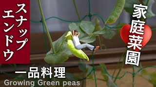 Growing green peas. 【I made a dish with green peas.】【Kitchen garden】