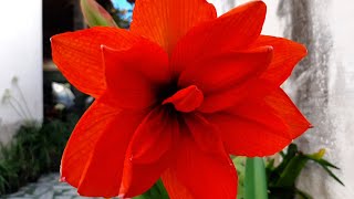 AMARYLLIS (Hippeastrum) Double king, Super Star, Red Lion, Bogatá, \