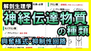 【解剖生理学（神経系）】神経伝達物質の種類・興奮様式・抑制性回路：リメイクver.