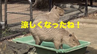 ようやく涼しくなったね！　大宮公園のカピバラたち