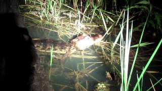 Tails of Wildlife: Tails of Panama: Spectacled Caiman - Gamboa Lake, Panama