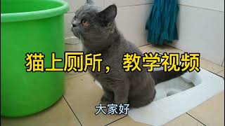 怎样教猫咪上厕所？13个月大的蓝猫会上便坑大小便，帮主人省猫砂