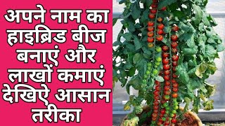 tomato hybrid seed production technology Hind nd English lenguage, hybridization process,