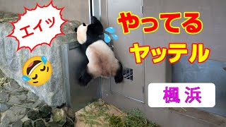 【おっとでんぐり返し成功か！】１回目で驚いちゃいけないよ 背中激突 竹の猛抗議 子パンダ楓浜