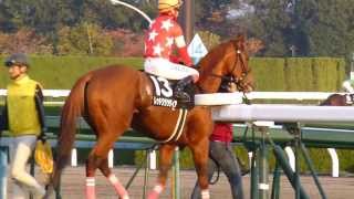 レッドクラウディア in 京都競馬場　at 2013.11.24.