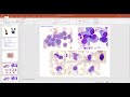 phase socle 2022 2023 cytologie et cytometrie de flux