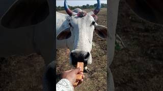 Meri Man ke barabar Koi nahin🚩#gausevasangh#animals#cow#gausevadham#farmer #gausevasamiti#bull#gau