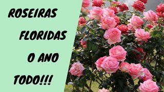 4 Dicas Para ter Roseiras Sempre Floridas