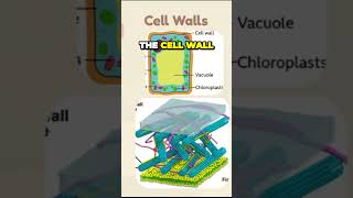 The SECRET behind the Cell Walls Strength!