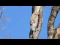 urutau nyctibius griseus common potoo mÃe da lua urutÁgua kÚa kÚa uruvati ave fantasma.