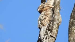 URUTAU (NYCTIBIUS GRISEUS), COMMON POTOO, MÃE-DA-LUA, URUTÁGUA, KÚA-KÚA, URUVATI, AVE-FANTASMA.