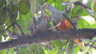 Rose crowned Fruit Dove 11092023