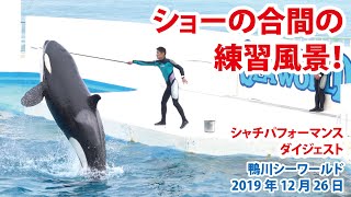 ショーの合間の練習風景【2019年12月26日　鴨川シーワールド　シャチパフォーマンス　ダイジェスト】