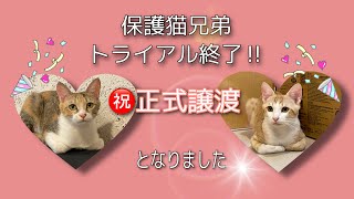 保護猫兄弟トライアル終了！正式譲渡となりました！