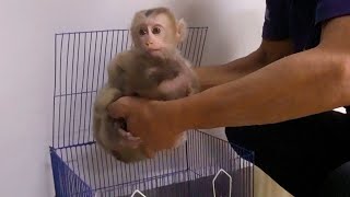 Don't worry! Dad saves Little Monkey Bibi and Bobo from kidnapped