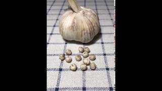 你没看错，大蒜生孩子了，Teach you how to make soft clay in half a minute