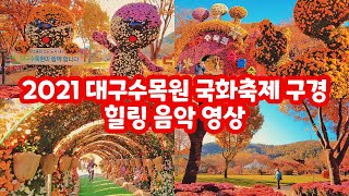 2021 대구수목원 국화축제 구경 힐링 음악 영상 Chrysanthemum Flower Festival Healing Video