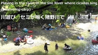 Playing in the river, in the Ino River where cicadas sing (swimming carp)川遊び、セミが鳴く猪野川で（鯉も泳ぐ）