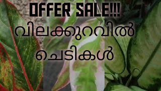 offer sale!!! 🌱പത്തുരൂപ മുതൽ        ആന്തൂറിയം, അഗ്ളോണിമ#garden #gardening #gardeningtips #gardeni