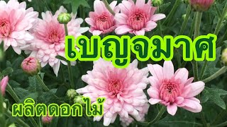 เก็บเกี่ยวดอกเบญจมาศ (2) 2563 สีชมพู …ชุดผลิตดอกไม้ (18)