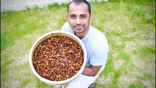 KERALA STYLE PORK FRY/PORK ULARTHIYATHU/ANGAMALY PORK FRY/ഒരു കിടിലൻ പോർക്ക് ഫ്രൈ റെസിപ്പി/PORK FRY/