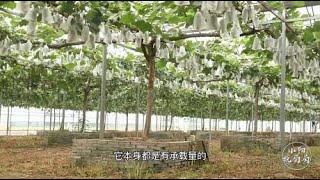 在葡萄种植当中，株距行距该怎么规划分布？小阳给出参考建议