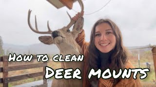 How to Clean Deer Mounts