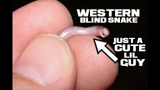 Western Blind Snake Facts - The Interlocking Hexagonal Curio - Animal a Day W Week