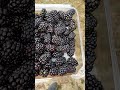 Driscoll's Finest Berries! Only the best Blackberries ever!