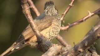 ヒヨドリさんの地鳴き A call of a brown-eared bulbul