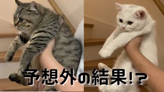 【猫壁チャレンジ】手で壁を押し返せる猫は賢いと聞いたので･･･