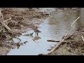 【フラッグ付】ヒバリシギ long toed stint（ロシア カムチャッカで装着）