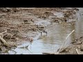 【フラッグ付】ヒバリシギ long toed stint（ロシア カムチャッカで装着）