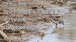 【フラッグ付】ヒバリシギ Long-toed stint（ロシア カムチャッカで装着）