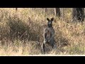 i wouldn t mess with this common wallaroo