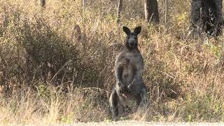 I Wouldn't Mess With This Common Wallaroo!