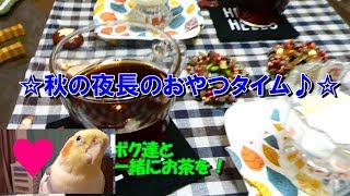 【インコカフェ】秋の夜長のコーヒー☆ブレイクは京都フレフレボンの濃厚チーズケーキで♥　オカメインコ桃太郎