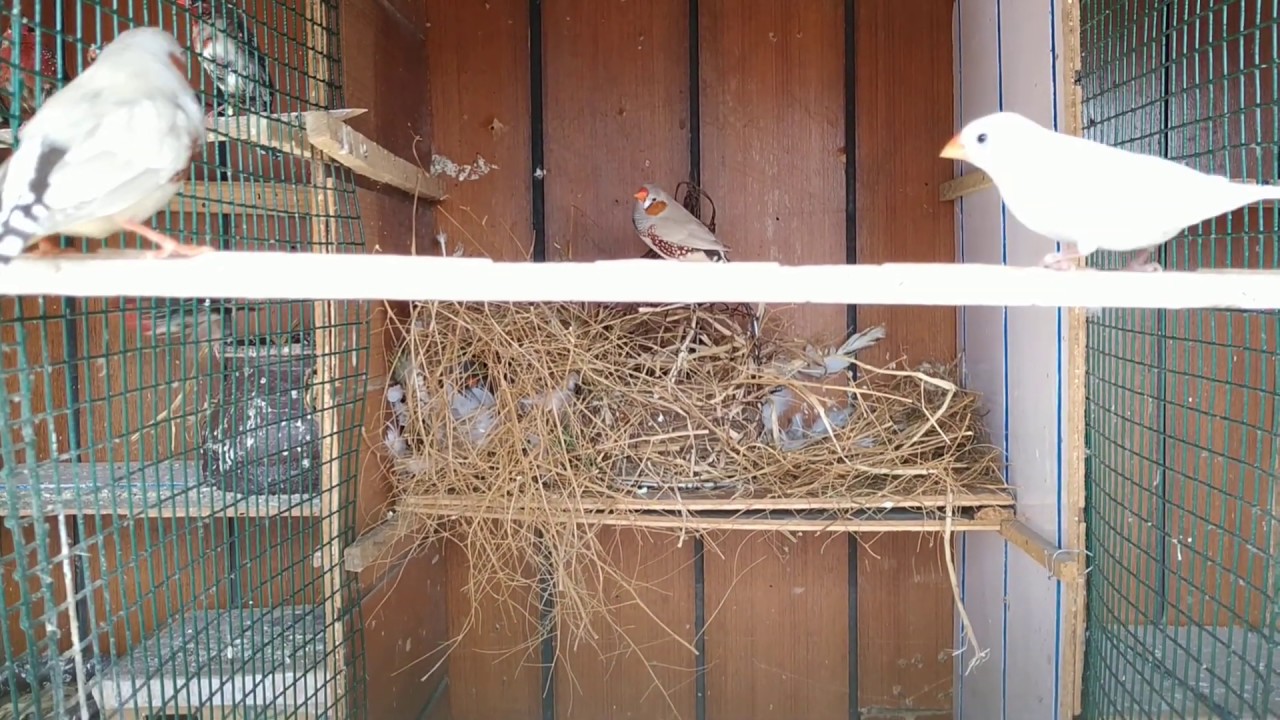 Zebra Finches Laid Eggs - YouTube