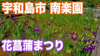 愛媛県 宇和島市 津島町 南楽園 花菖蒲まつり(2024.5.29)